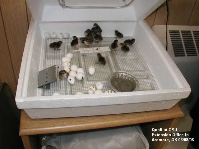 my incubator to japanese quail e incubator sportsman incubator 